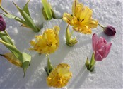 Blommor i sn&ouml;