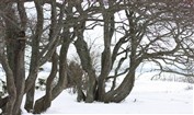 Sn&ouml; o tr&auml;d 2010